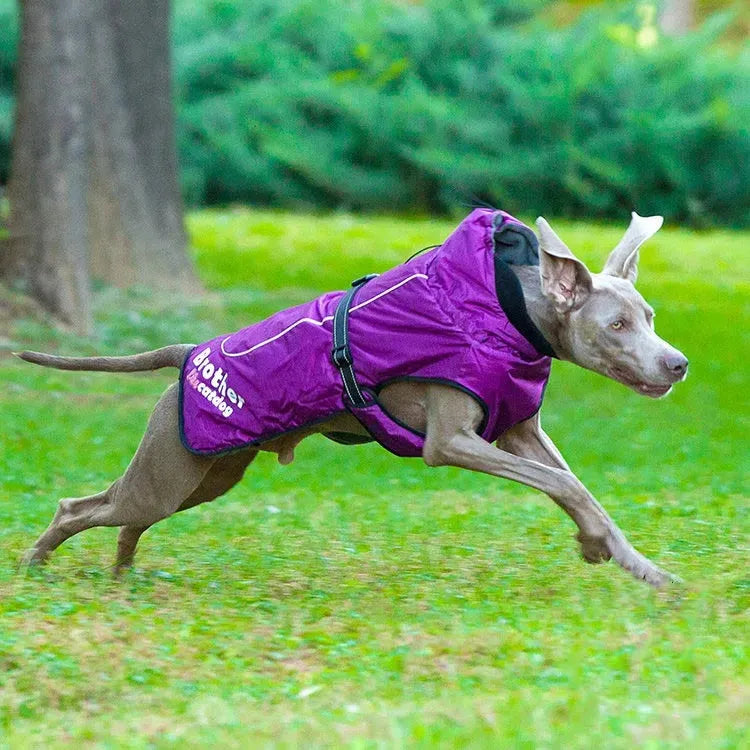 Fashionable And Simple Waterproof And Reflective Nylon Pet Jacket - Bellarte Enchanté Fashionable And Simple Waterproof And Reflective Nylon Pet Jacket